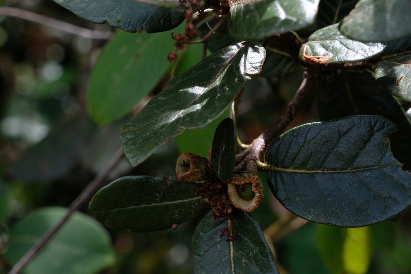 Quercus guyavifolia photo 5