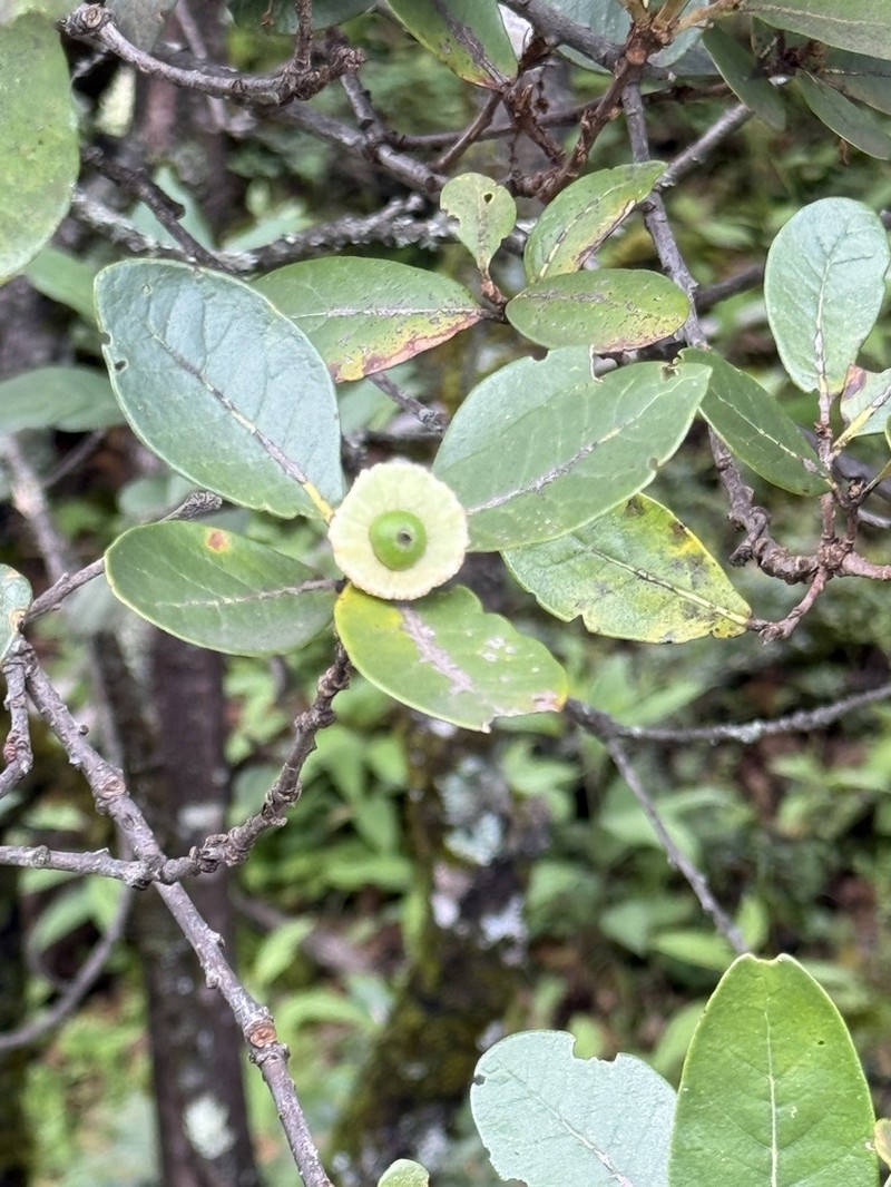 Quercus guyavifolia photo 6