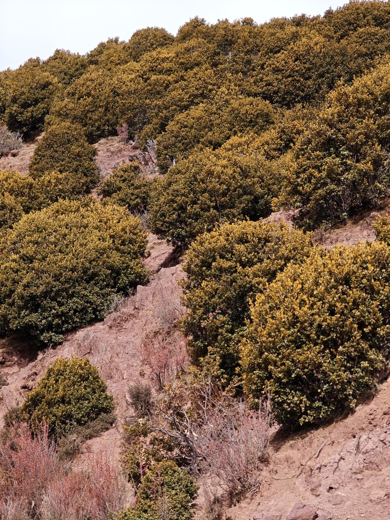 Quercus guyavifolia photo 7