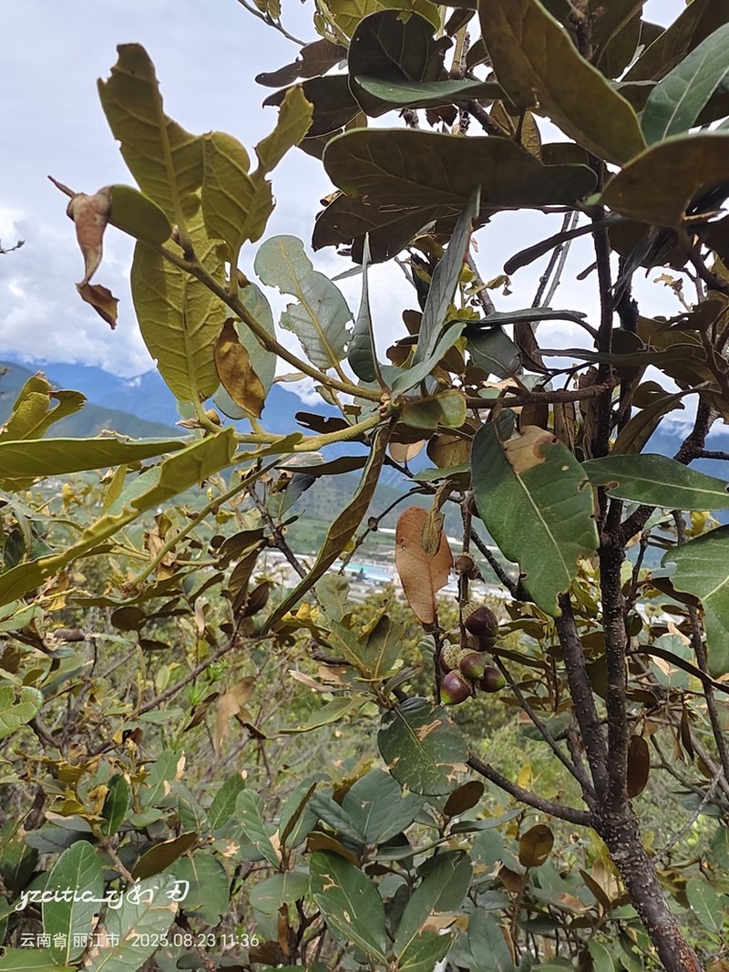 Quercus guyavifolia photo 8