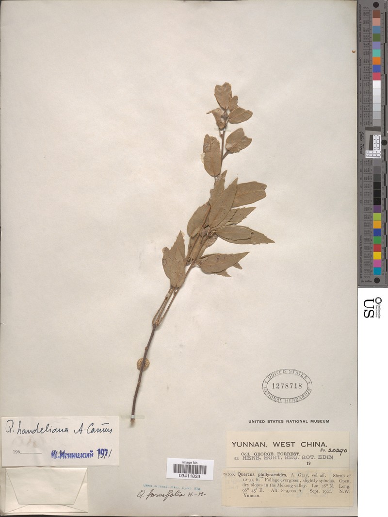 Quercus handeliana