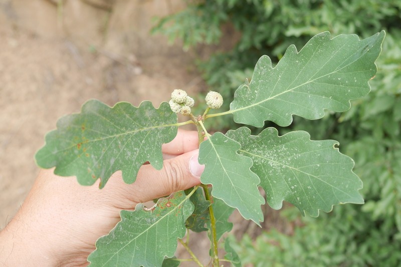 Quercus hartwissiana photo 2