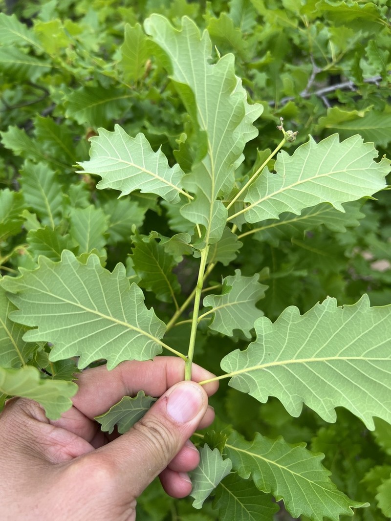 Quercus hartwissiana photo 3