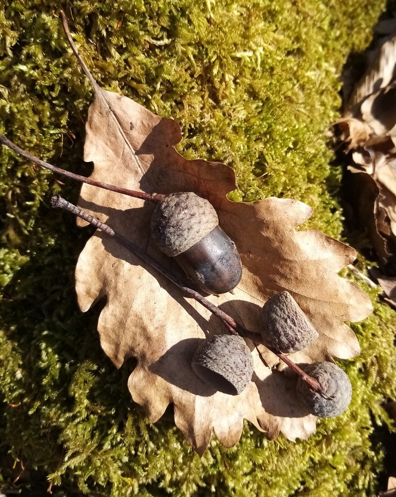 Quercus hartwissiana photo 4