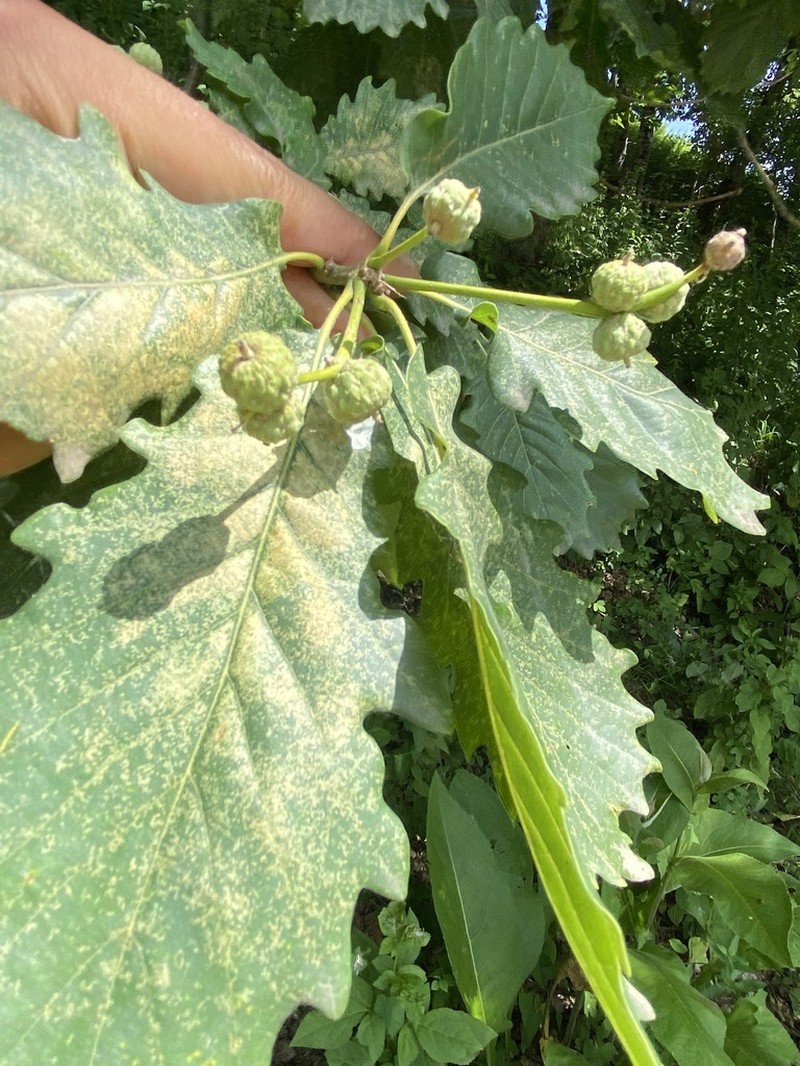 Quercus hartwissiana photo 5