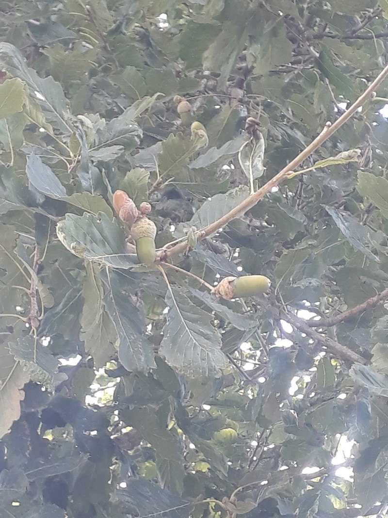 Quercus hartwissiana photo 6