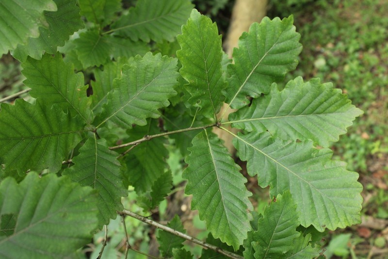 Quercus hartwissiana photo 7