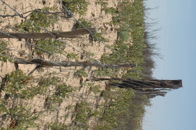 Havard Oak photo 3