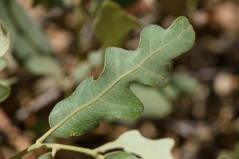 Havard Oak photo 4