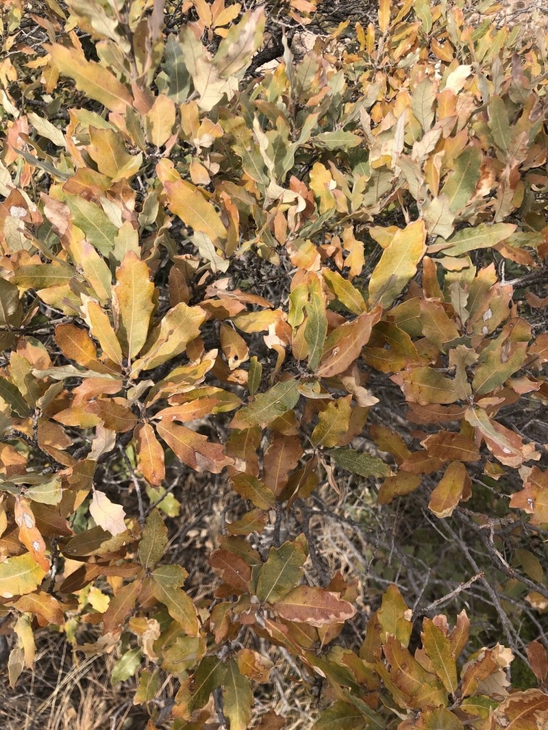 Havard Oak photo 5