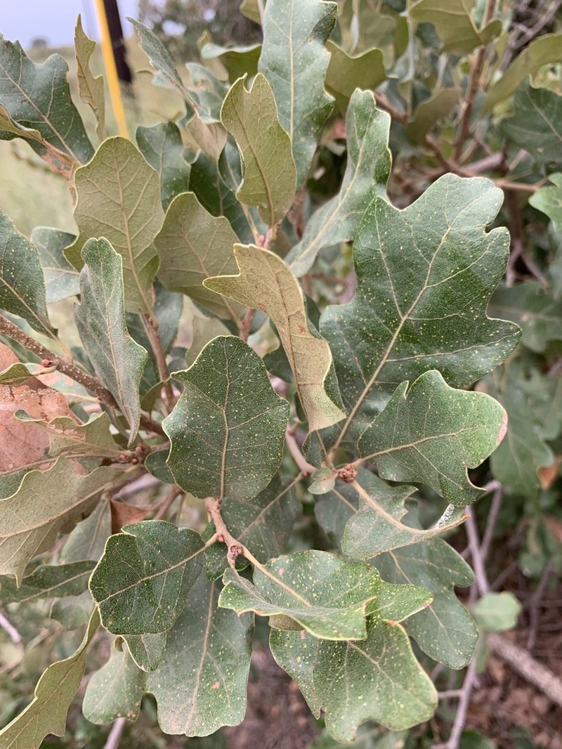 Havard Oak photo 6