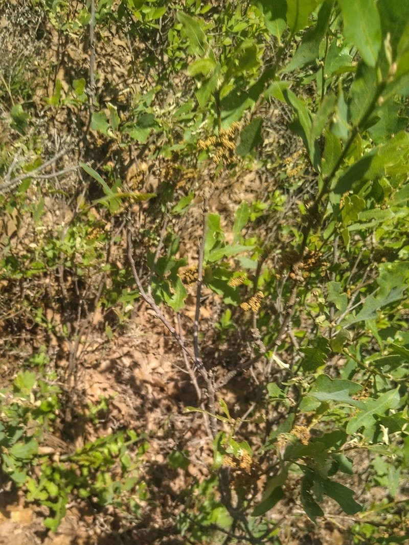 Havard Oak photo 7