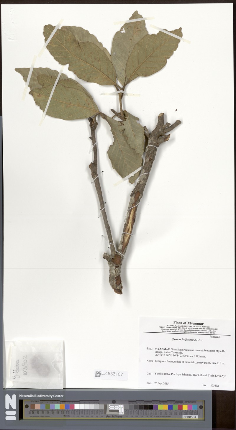 Quercus helferiana photo 3