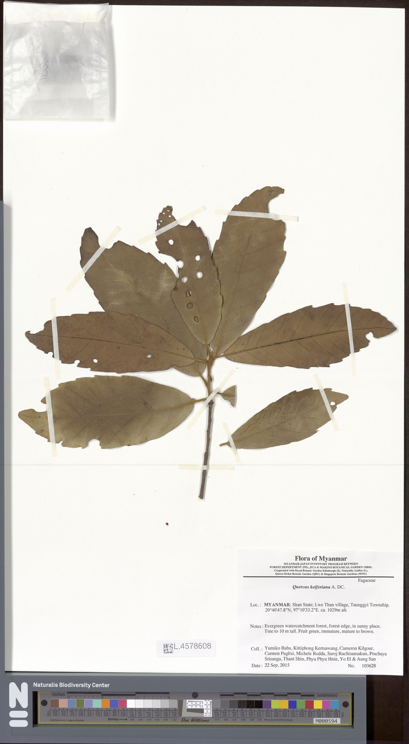 Quercus helferiana photo 4