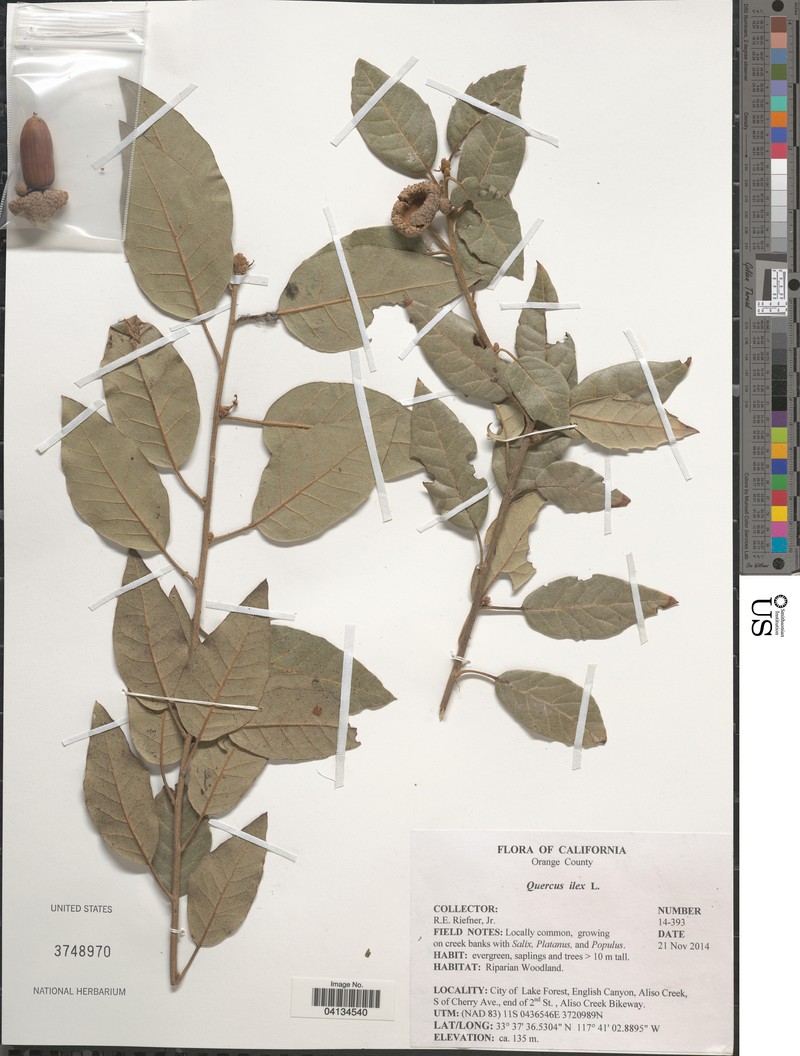 Quercus helferiana photo 5