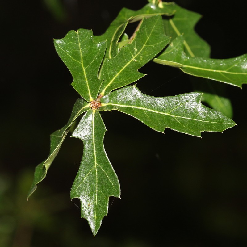 Darlington Oak photo 5