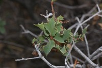 Hinckley Oak