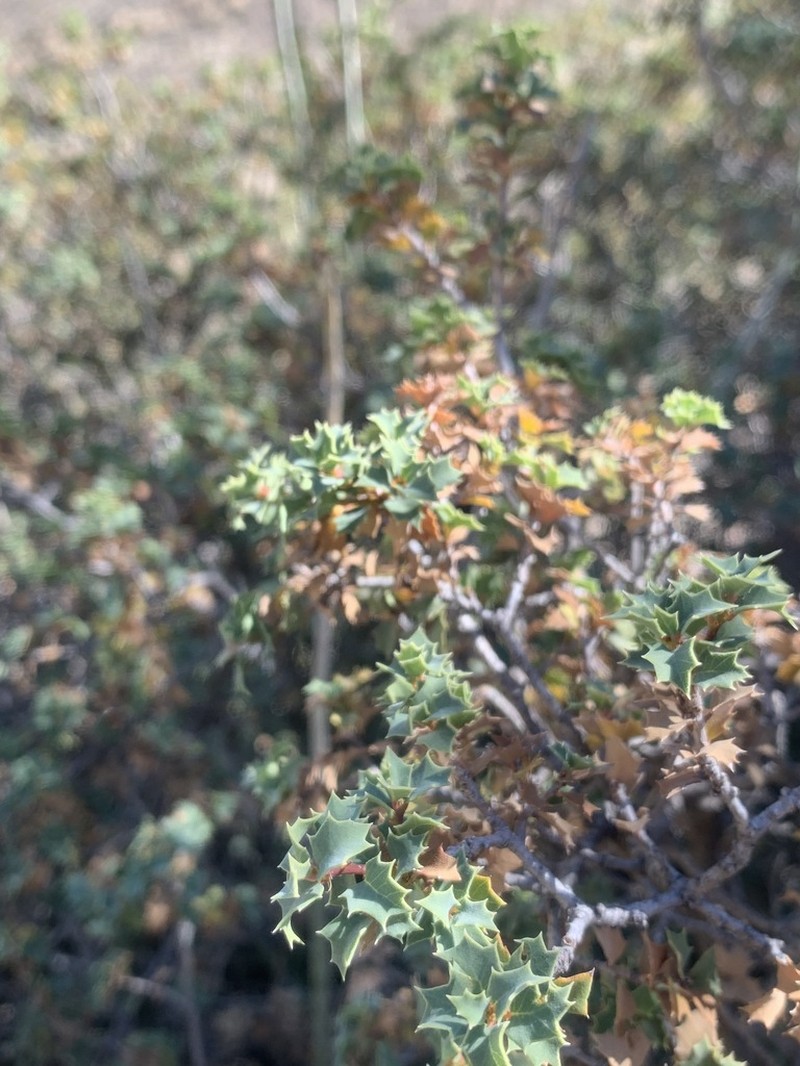 Hinckley Oak photo 8