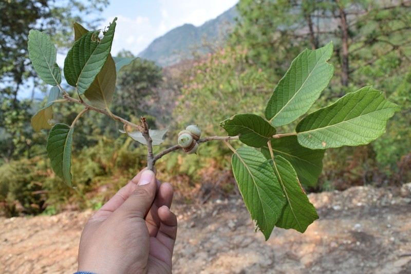 Quercus hintonii photo 2