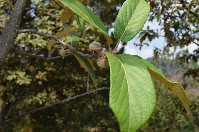 Quercus hintonii photo 3