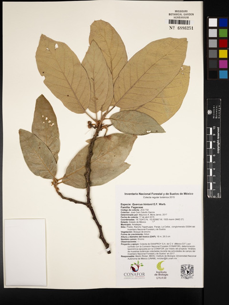 Quercus hintonii photo 4