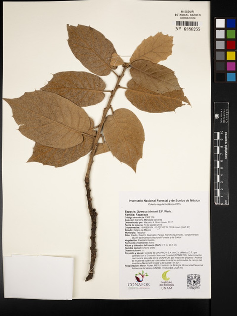 Quercus hintonii photo 5