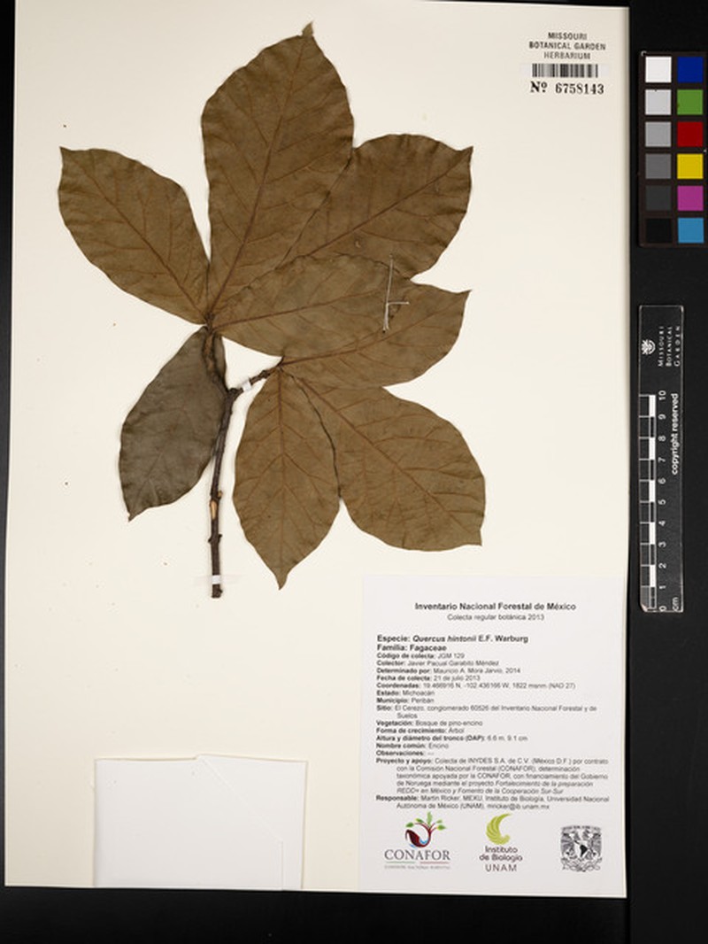 Quercus hintonii photo 6