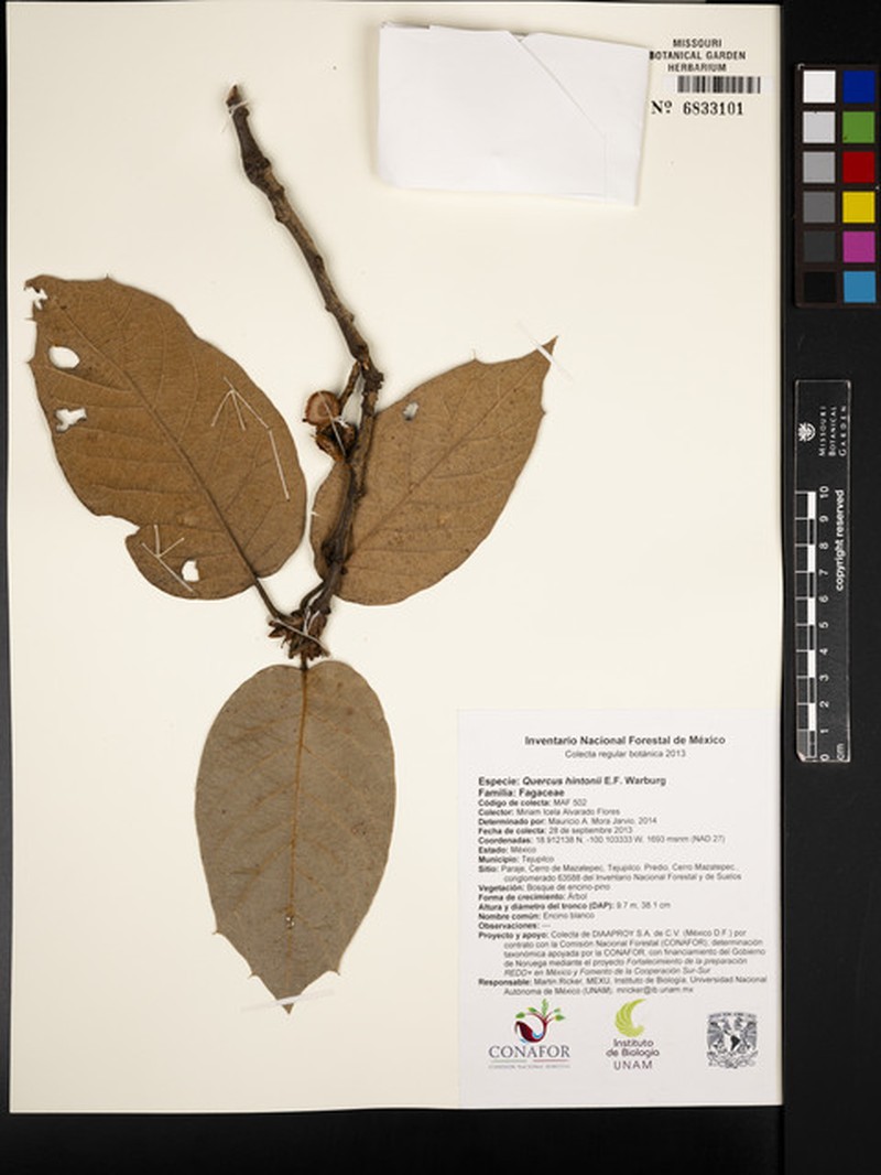 Quercus hintonii photo 7