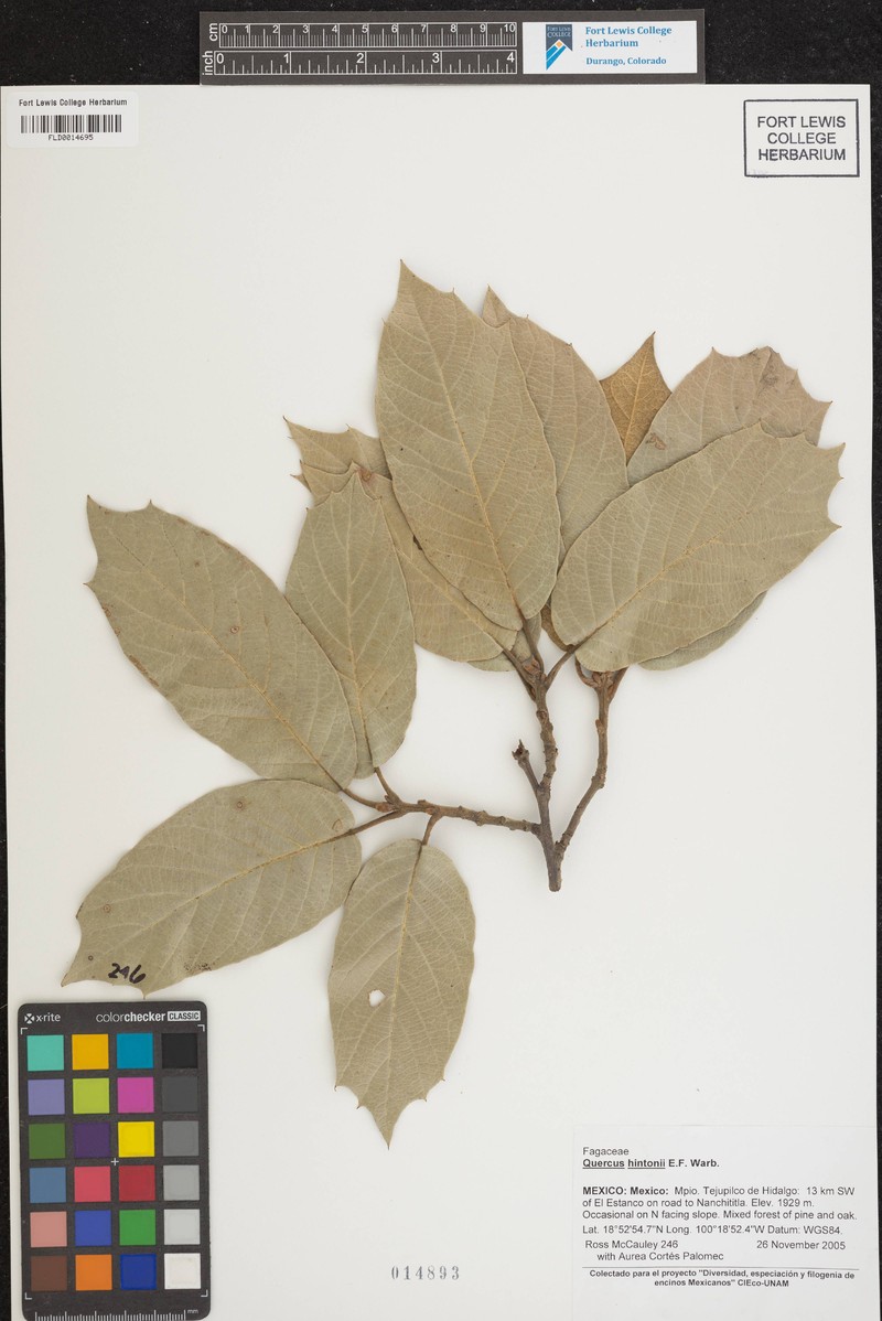 Quercus hintonii photo 8