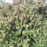Quercus hintoniorum