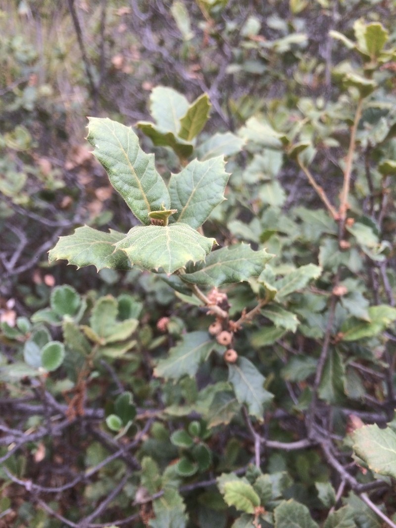 Quercus hintoniorum photo 2