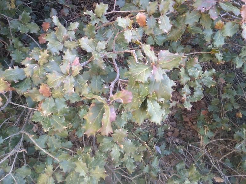 Quercus hintoniorum photo 3