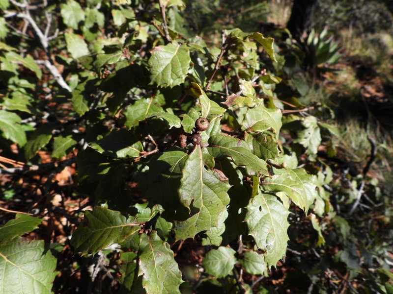 Quercus hintoniorum photo 4