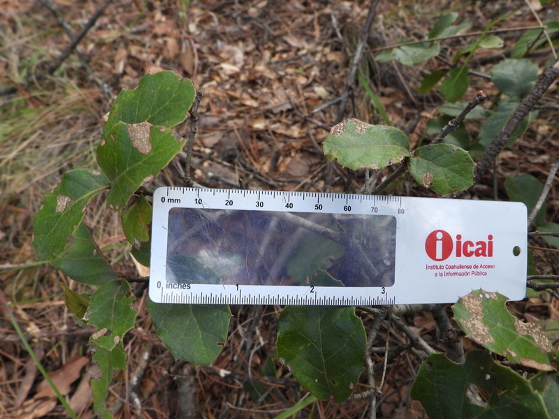 Quercus hintoniorum photo 5