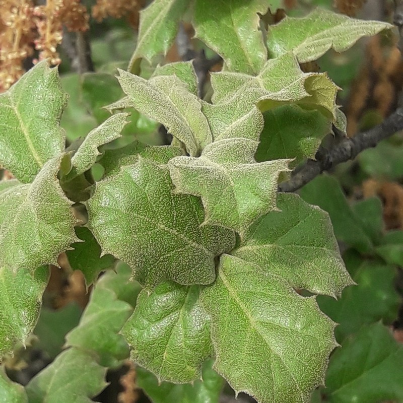 Quercus hintoniorum photo 6