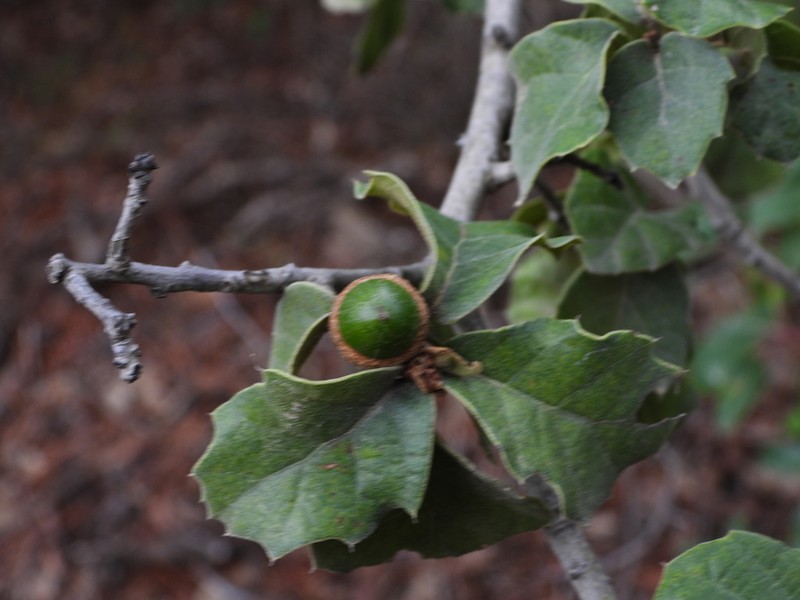 Quercus hintoniorum photo 7