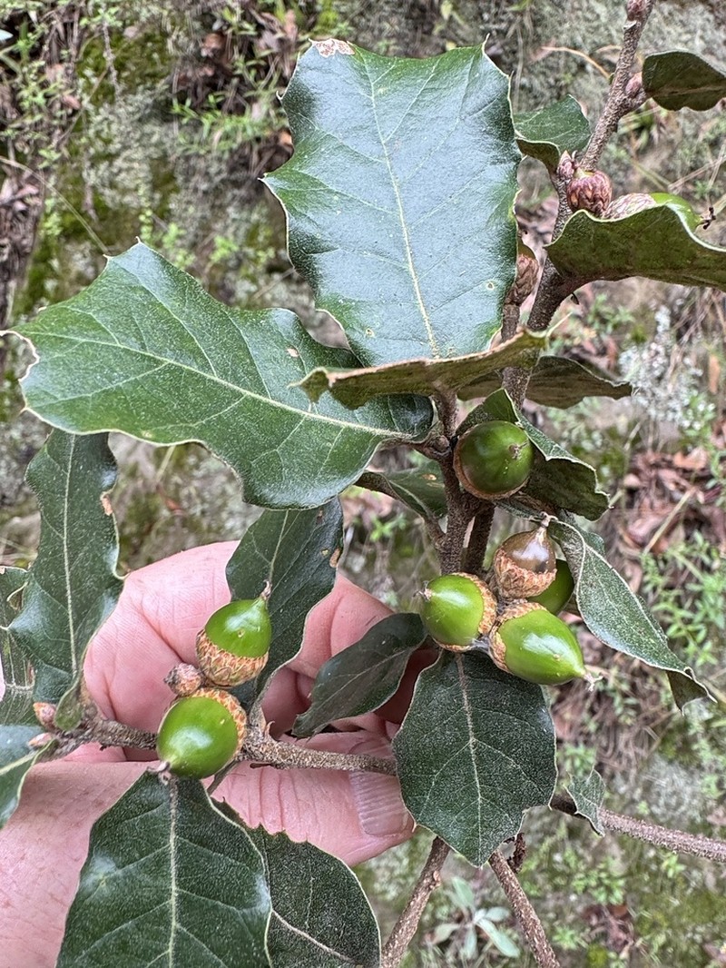 Quercus hirtifolia photo 2