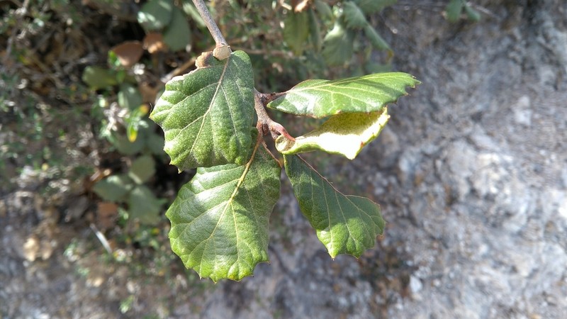 Quercus hirtifolia photo 3