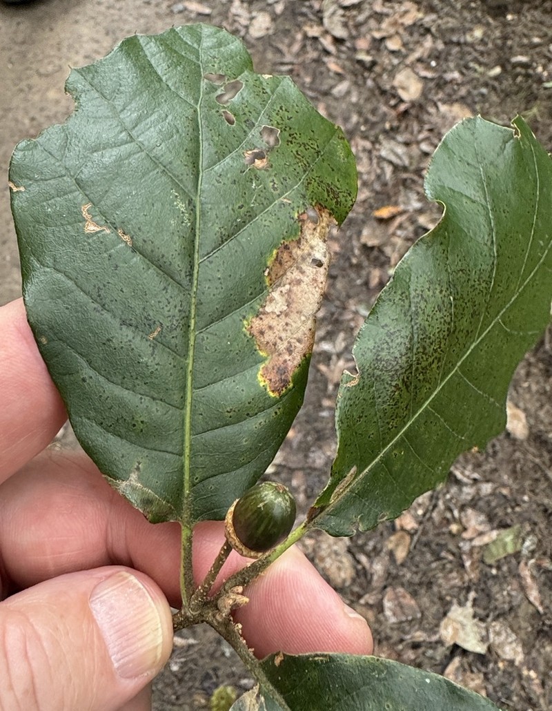 Quercus hirtifolia photo 4