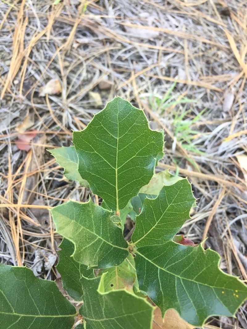 Quercus hirtifolia photo 5