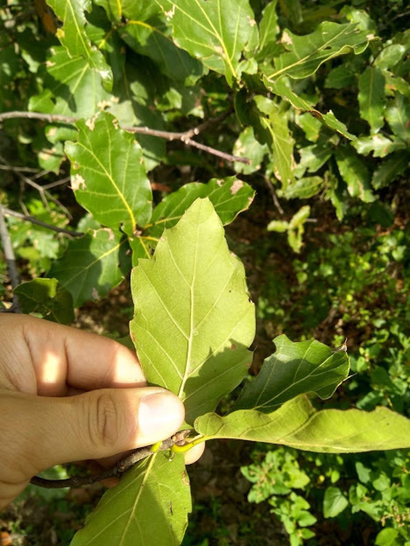 Quercus hirtifolia photo 6