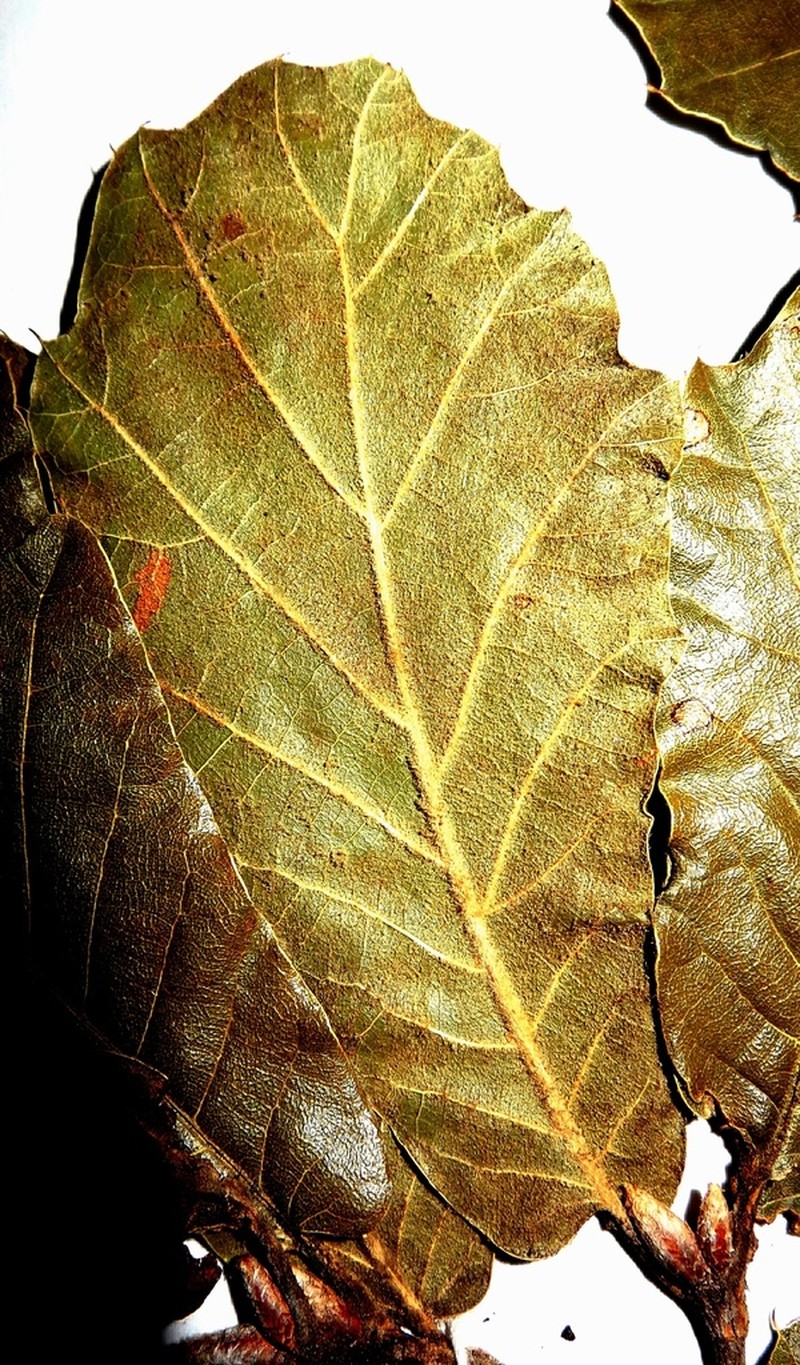 Quercus hirtifolia photo 7