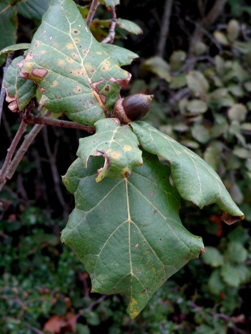 Quercus hirtifolia photo 8