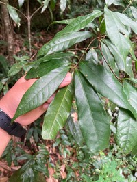 Quercus hondae
