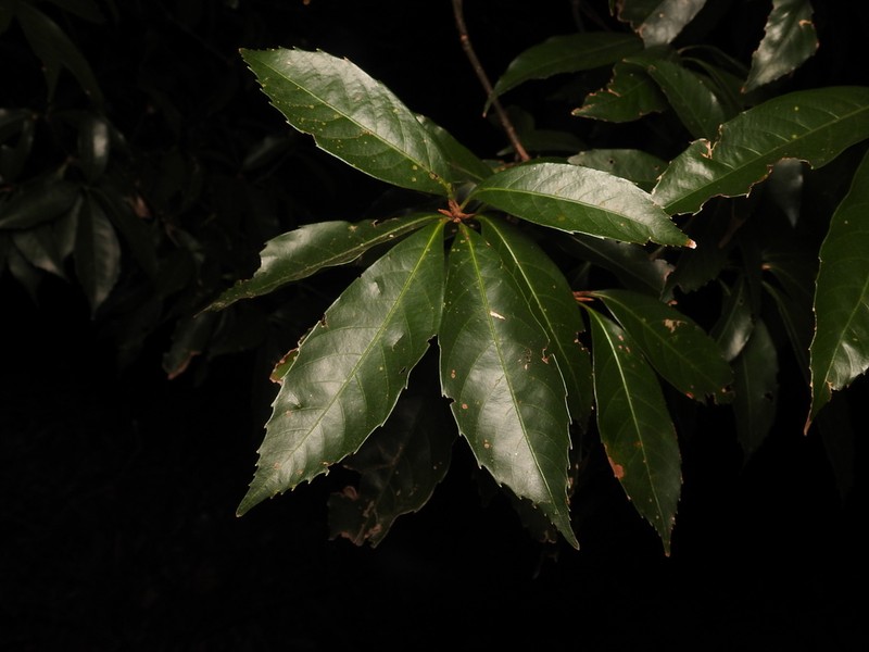 Quercus hondae photo 2