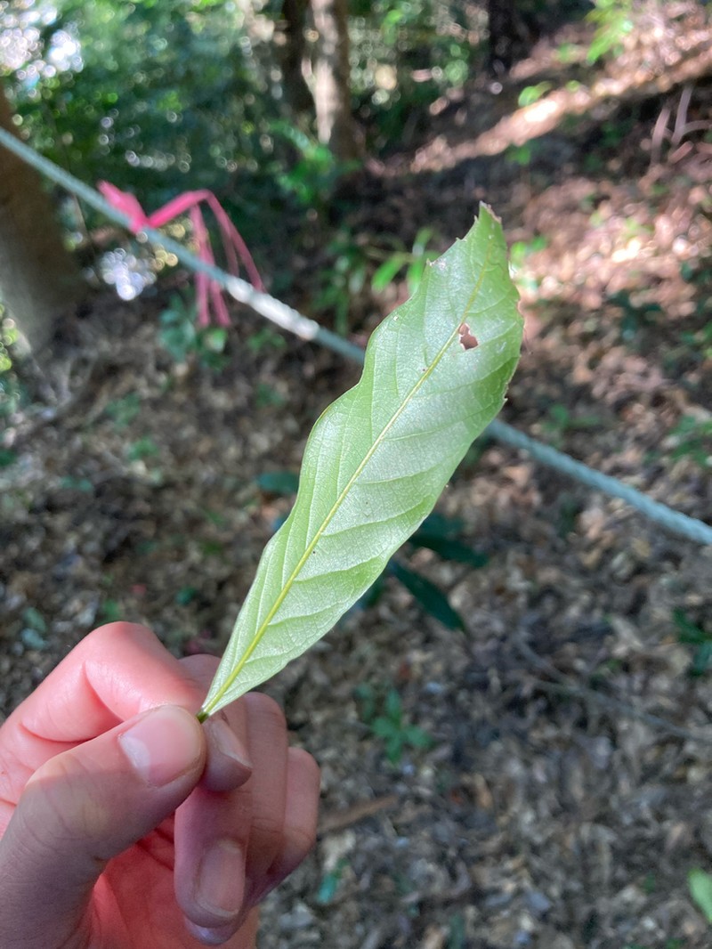 Quercus hondae photo 4