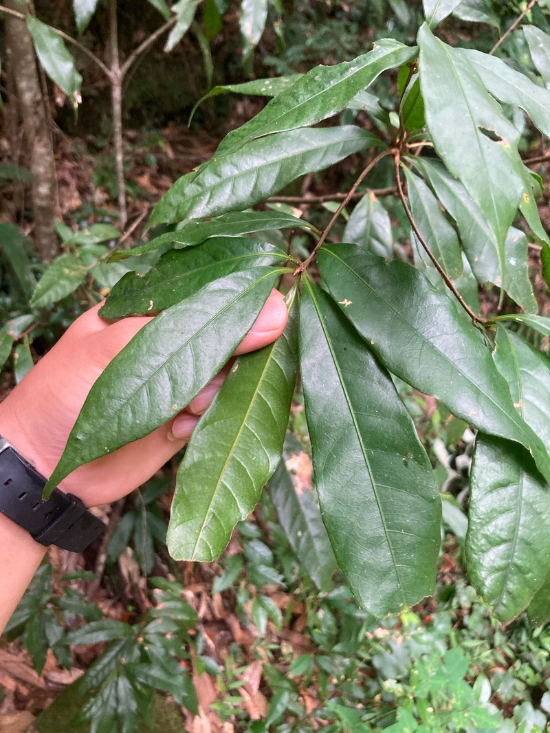 Quercus hondae photo 6