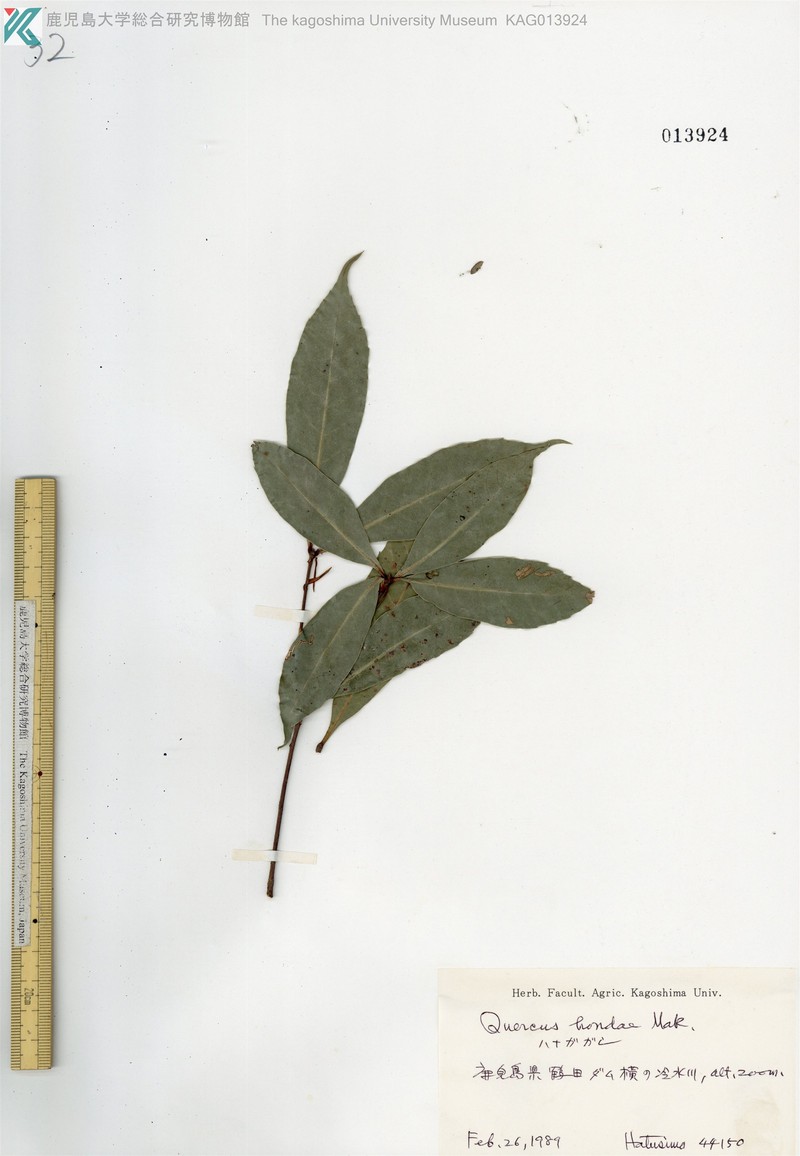 Quercus hondae photo 8