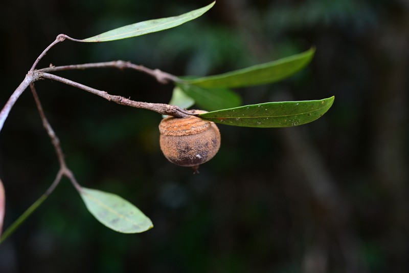 Quercus hui