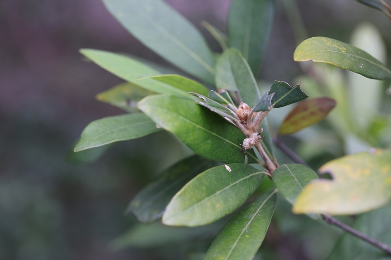 Quercus hui photo 2